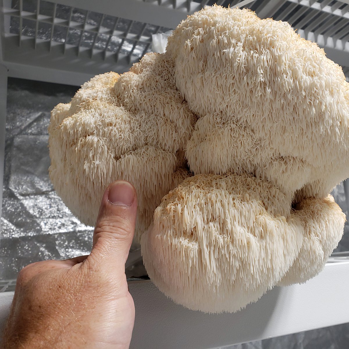Lion's Mane mushroom — fresh from cultivation